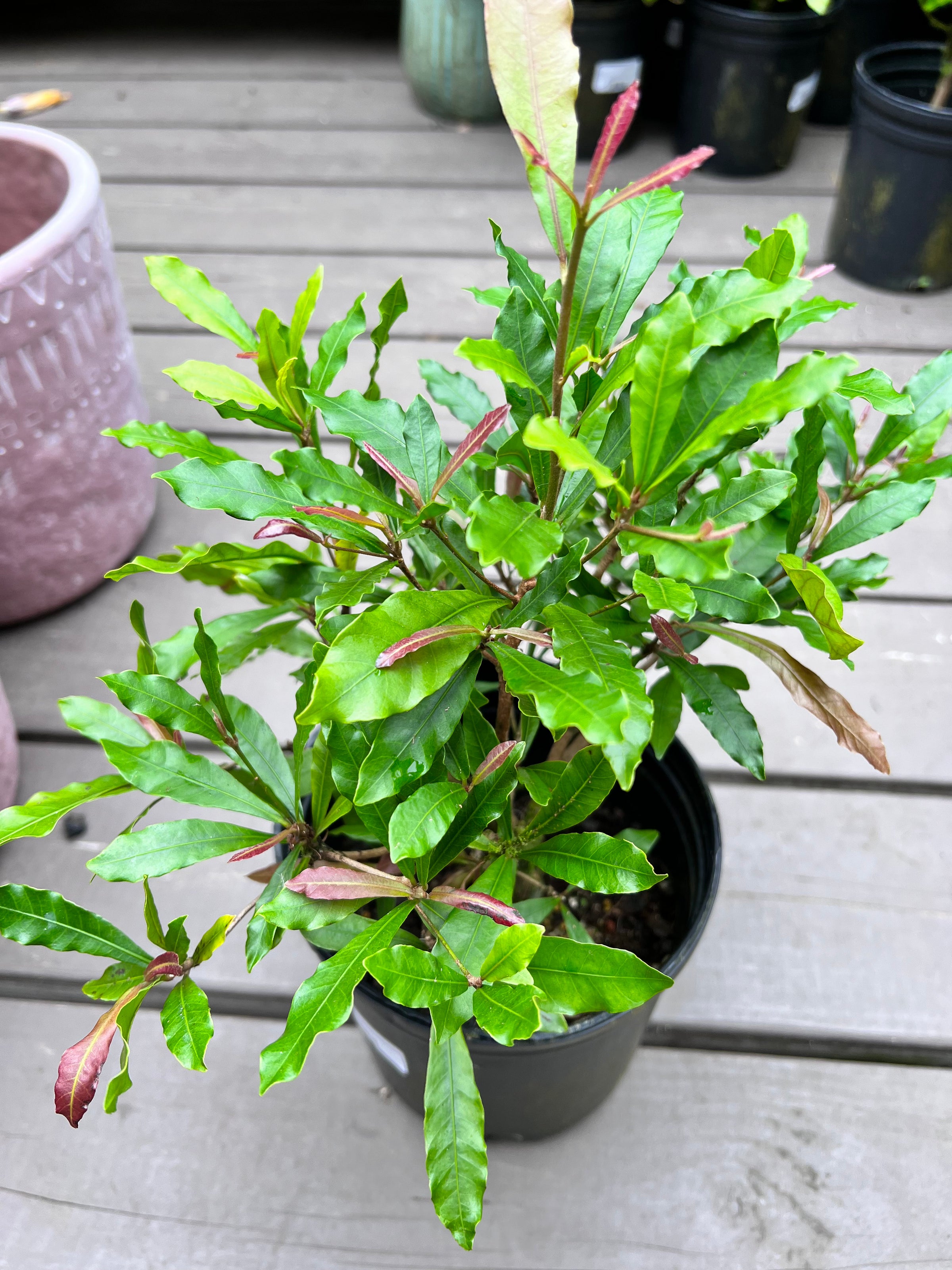 SYNSEPALUM DULCIFICUM 'MIRACLE FRUIT' - 1 Gallon | Kona Treehouse