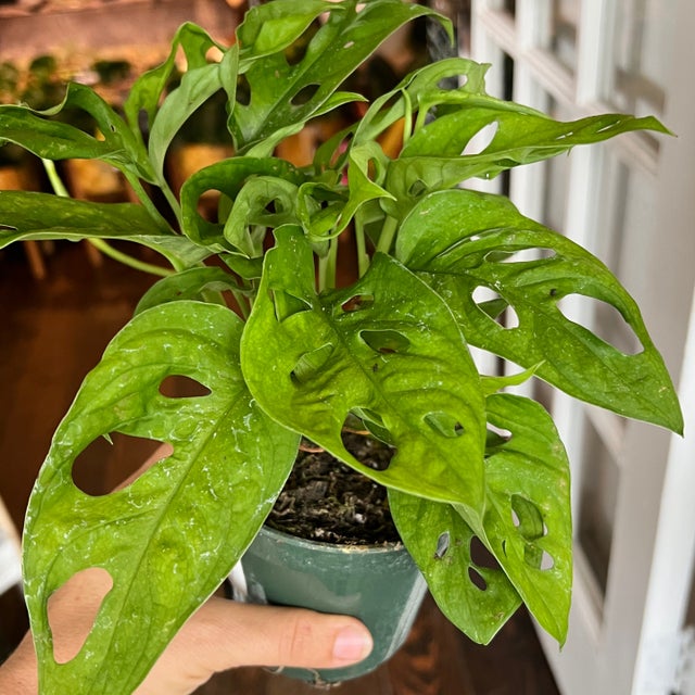 その他観葉植物 kona その他観葉植物 kona Kona 13-in Exterior Pendant – Kuzco Lighting