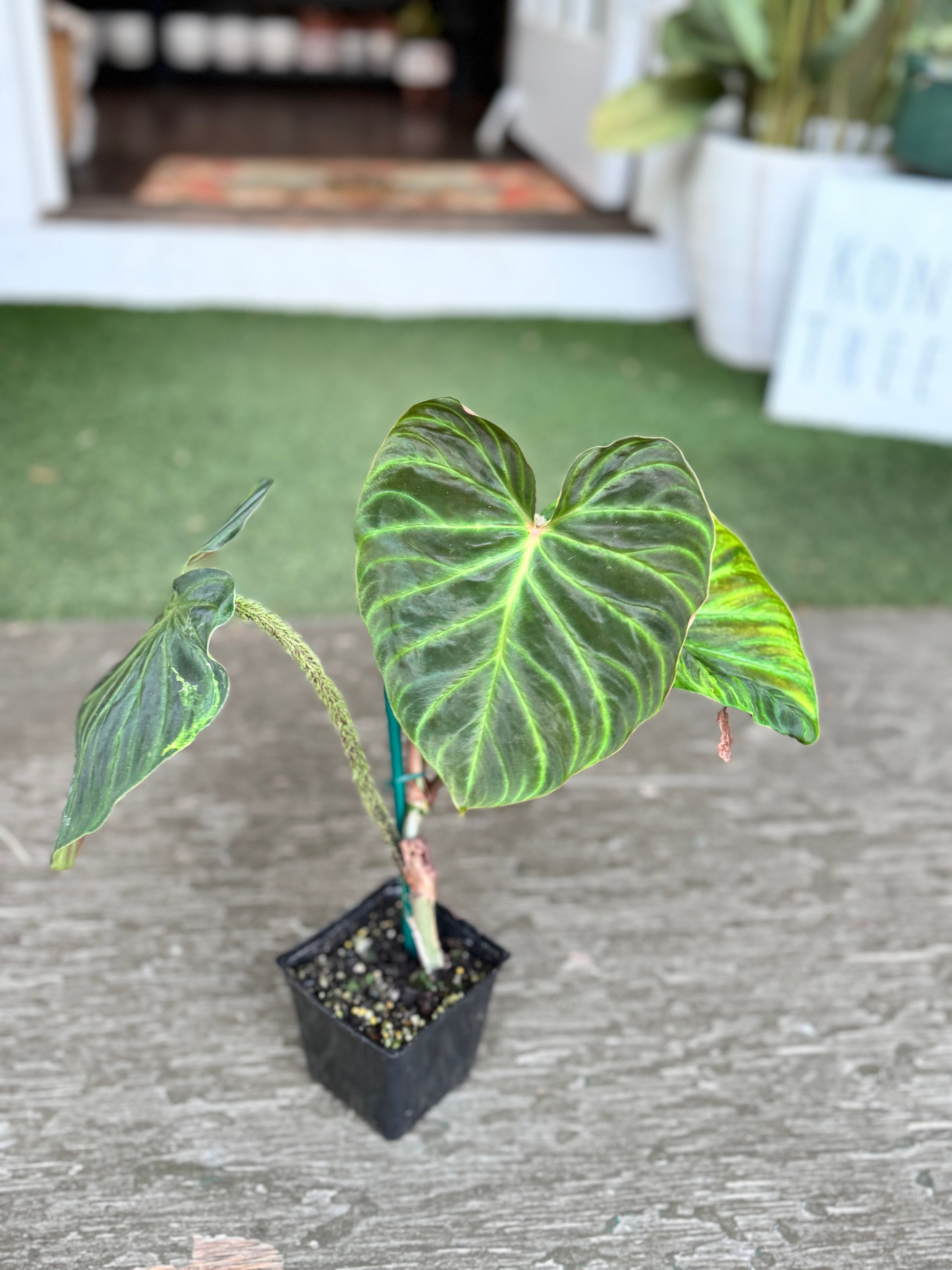 Philodendron Verrucosum | Kona Treehouse