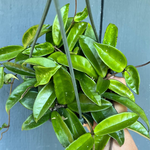 Plants | Kona Treehouse