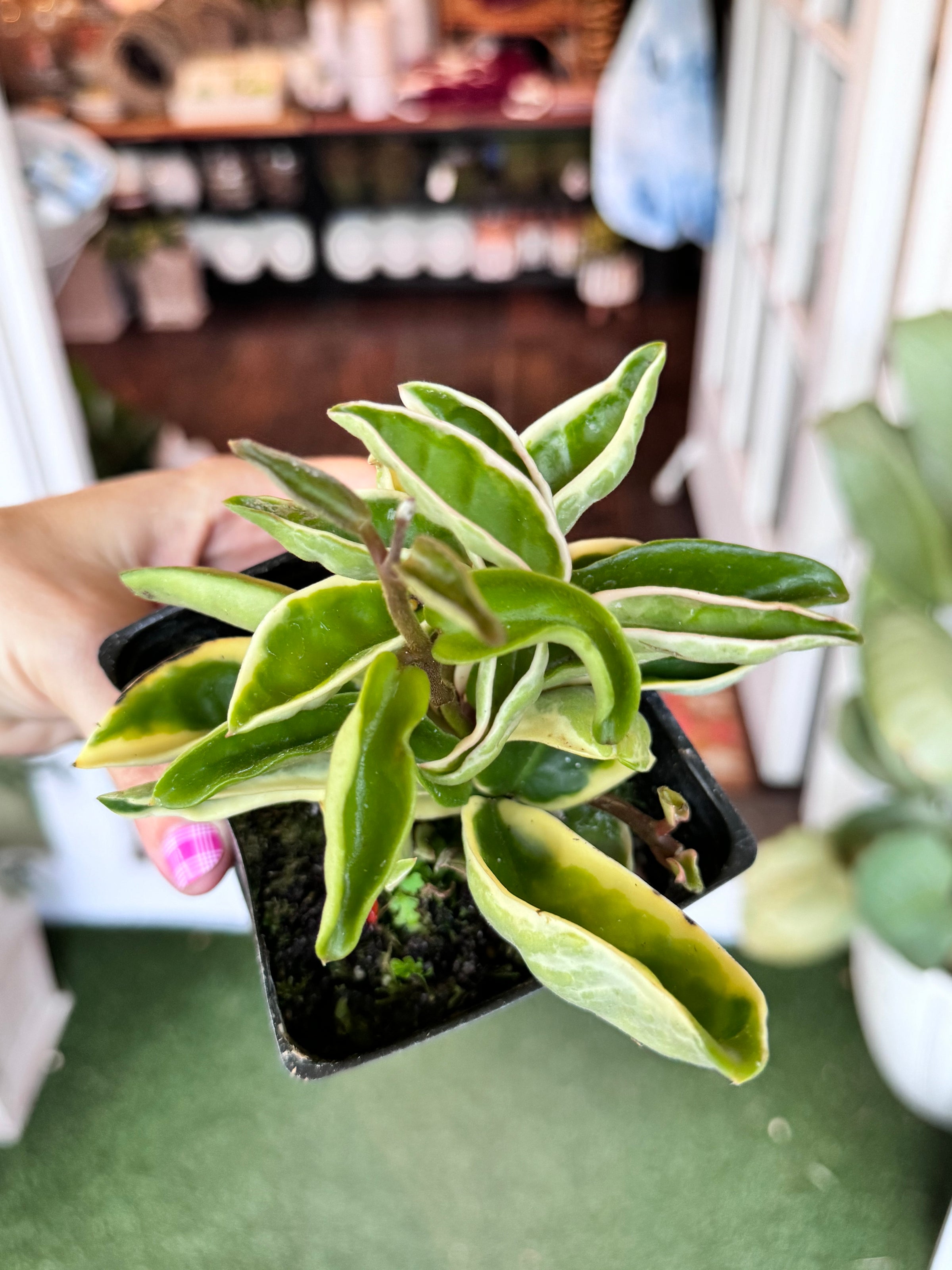 Hoya Carnosa Albomarginata | Kona Treehouse