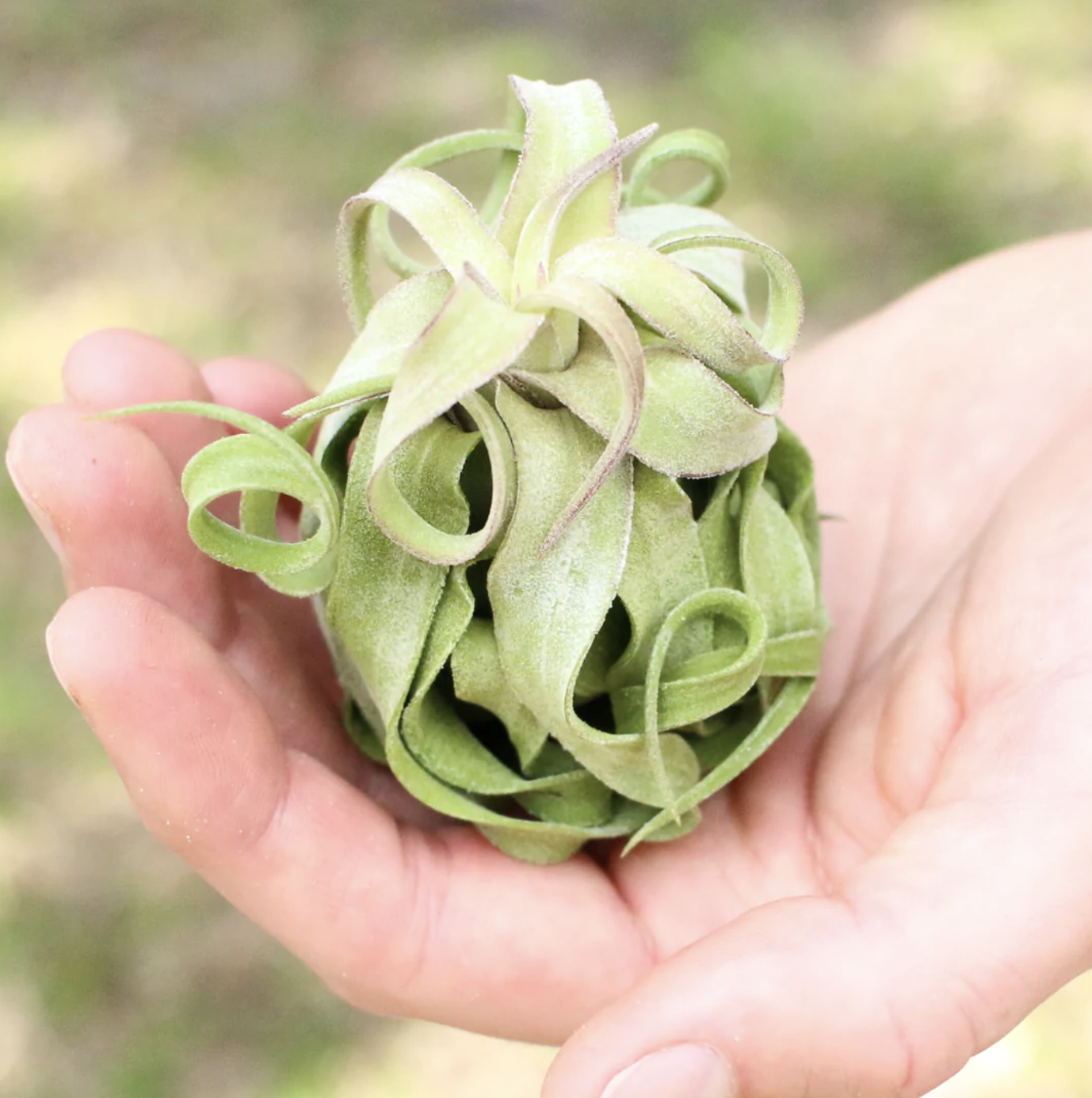 Tillandsia Streptophylla Air Plant | Kona Treehouse