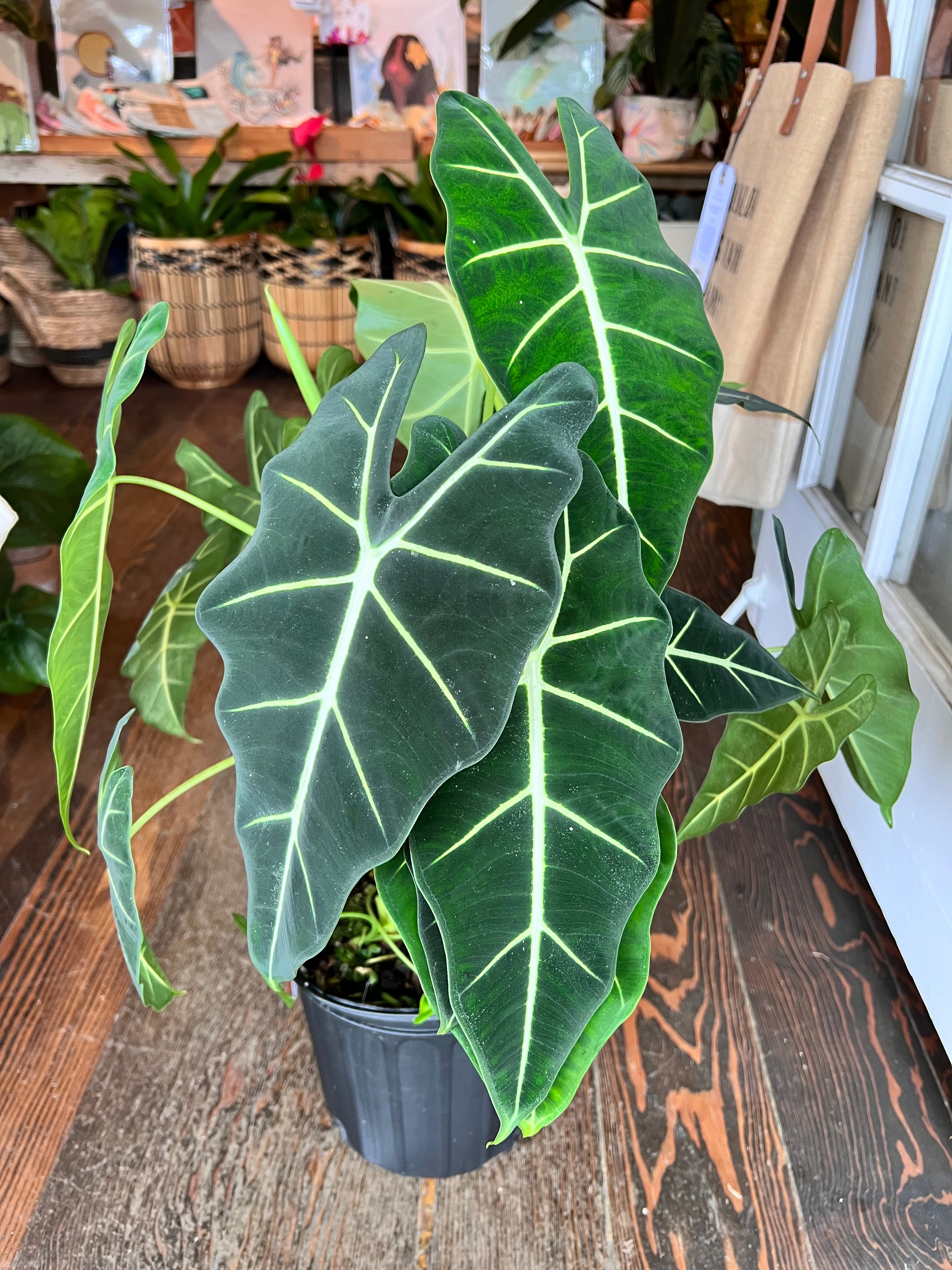 Alocasia Frydek "Green Velvet" | Kona Treehouse