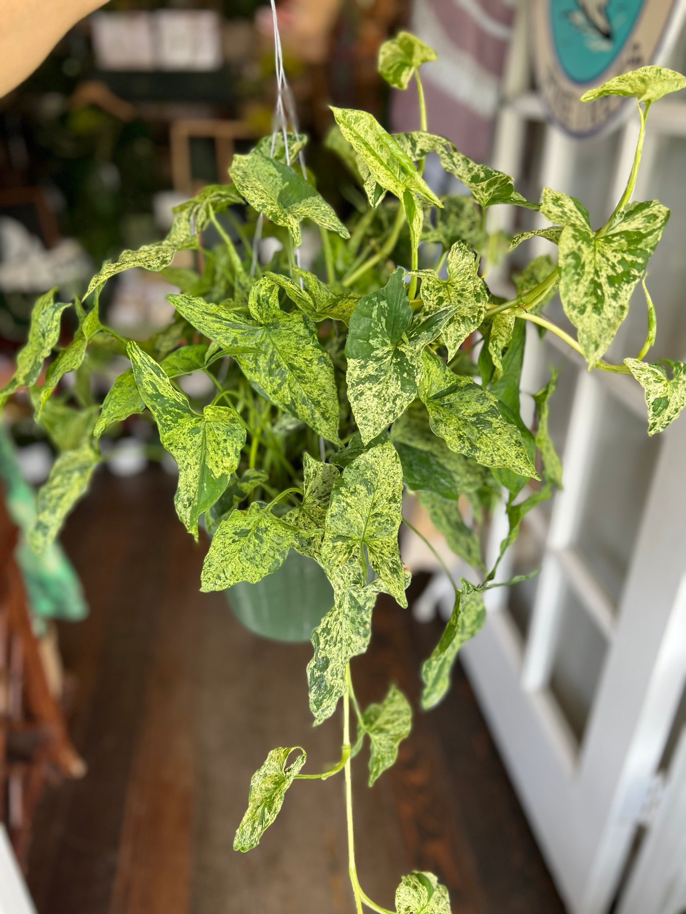 Syngonium 'Mojito' | Kona Treehouse