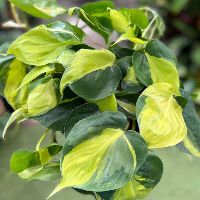 Plants | Kona Treehouse