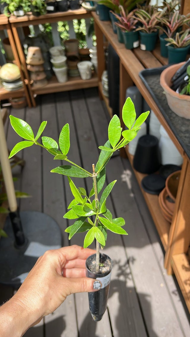 カンアオイ　細辛　三保の松　その他セット Plants | Kona Treehouse
