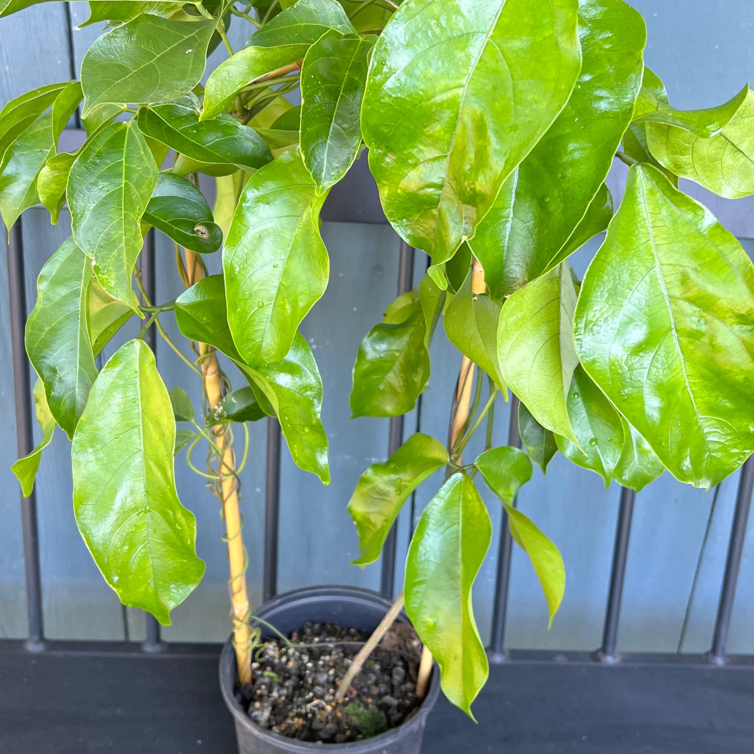 where to get a money tree Buy Money Tree Braided - Good Luck Tree