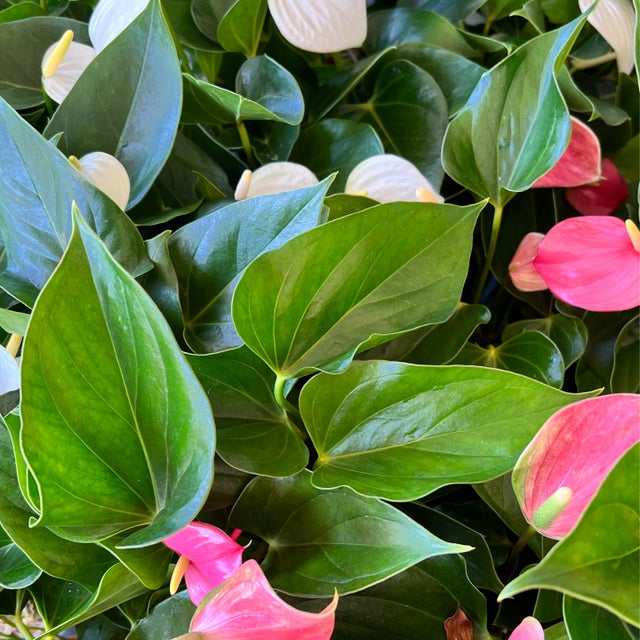その他観葉植物 kona 多肉植物・観葉植物・サボテンを仕立てる鉢の専門店 Konect