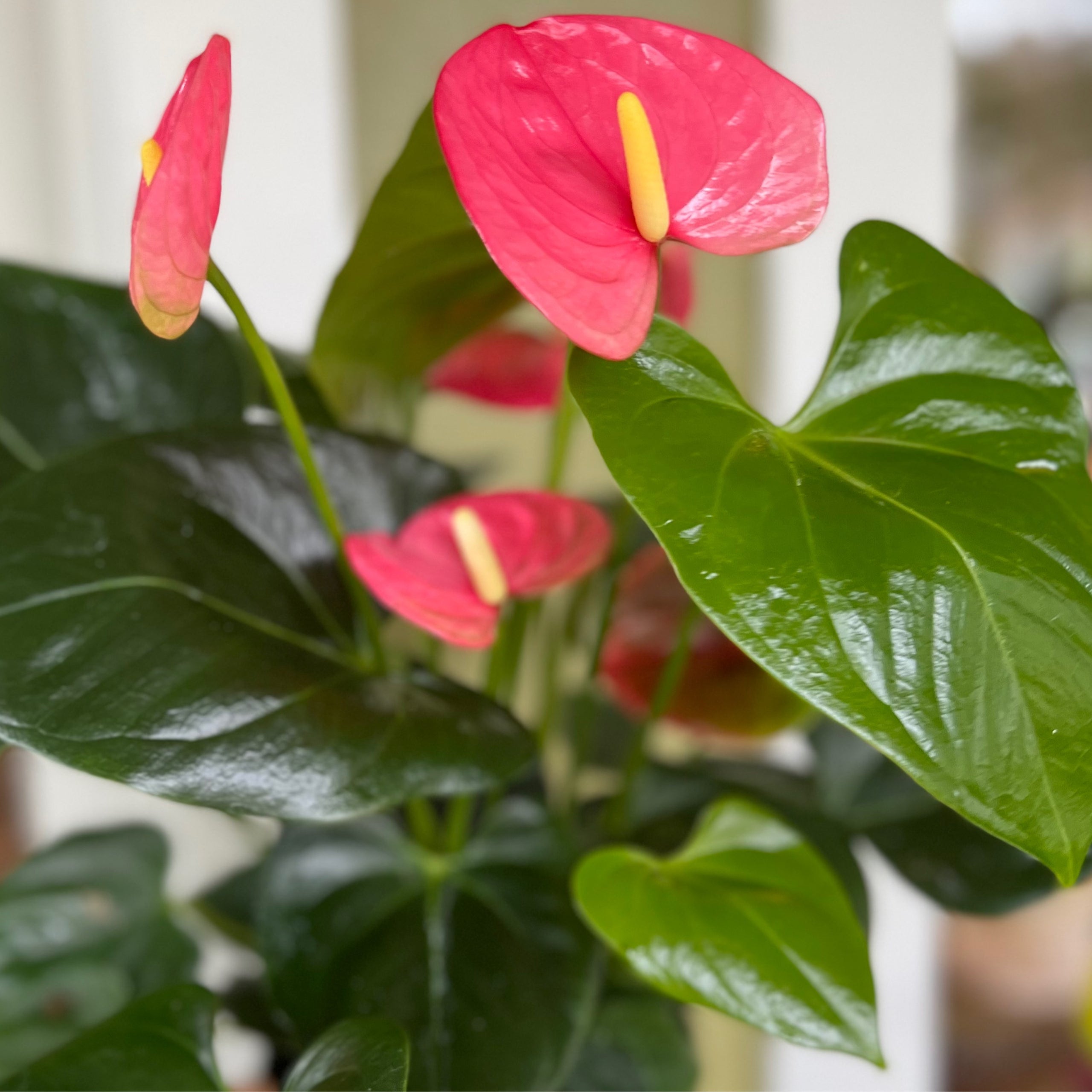 Anthurium Emma Pink Kona Treehouse