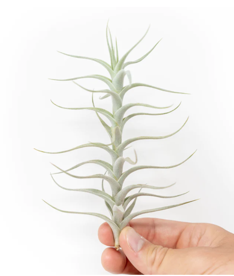 Tillandsia Albida 'Minor' Air Plant Kona Treehouse