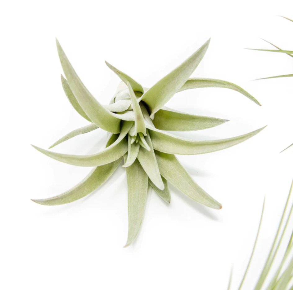 Tillandsia Harrisii Air Plant Kona Treehouse