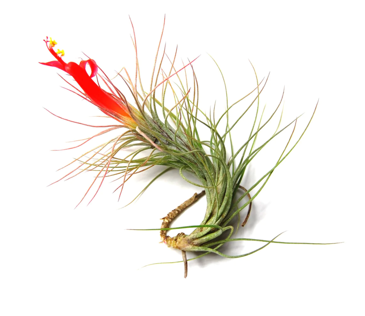 Tillandsia Funckiana Air Plant Kona Treehouse
