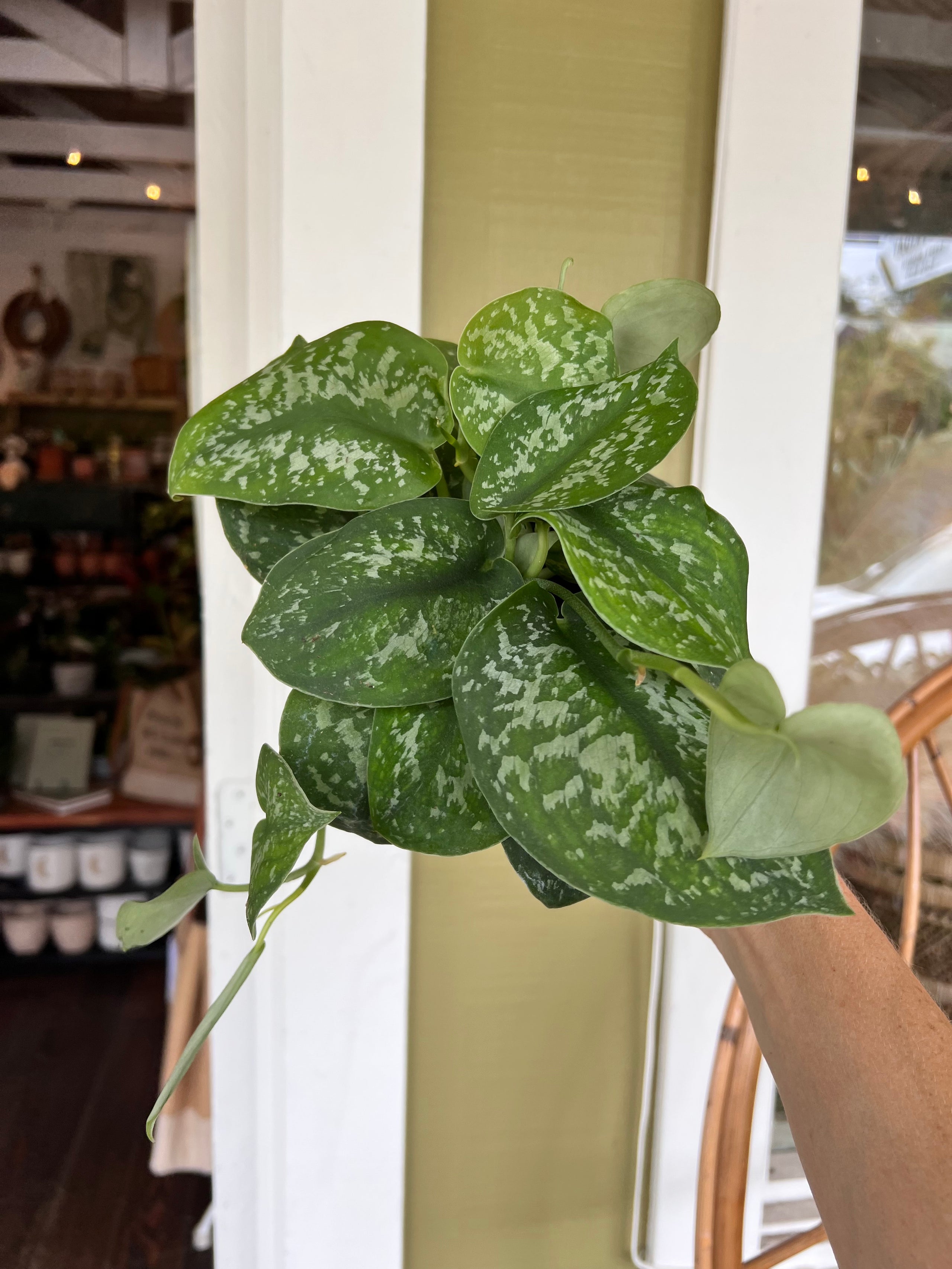 Satin Pictus (Scindapsus pictus) Silver Splash 4" Kona Treehouse