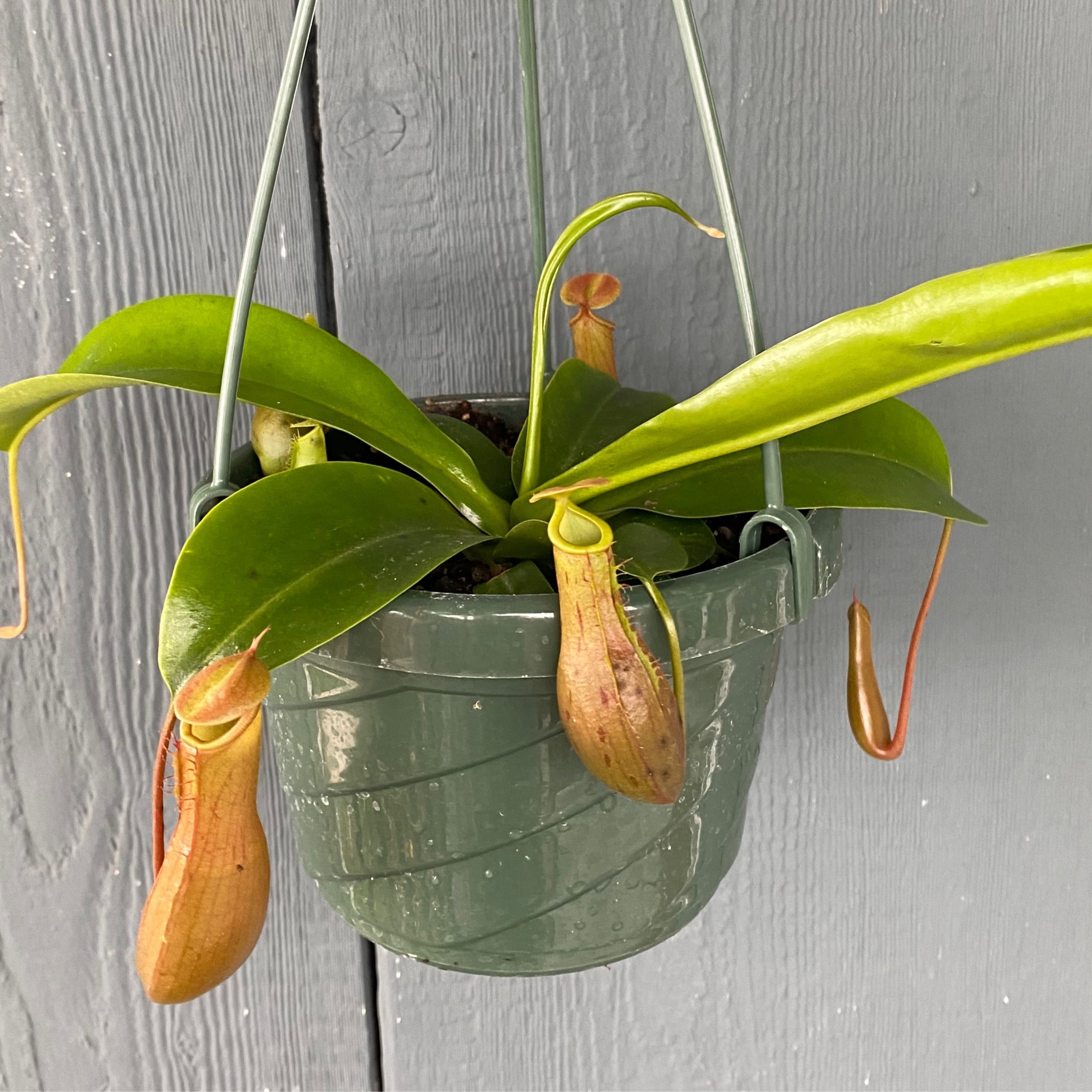 Nepenthes Pitcher plant Kona Treehouse
