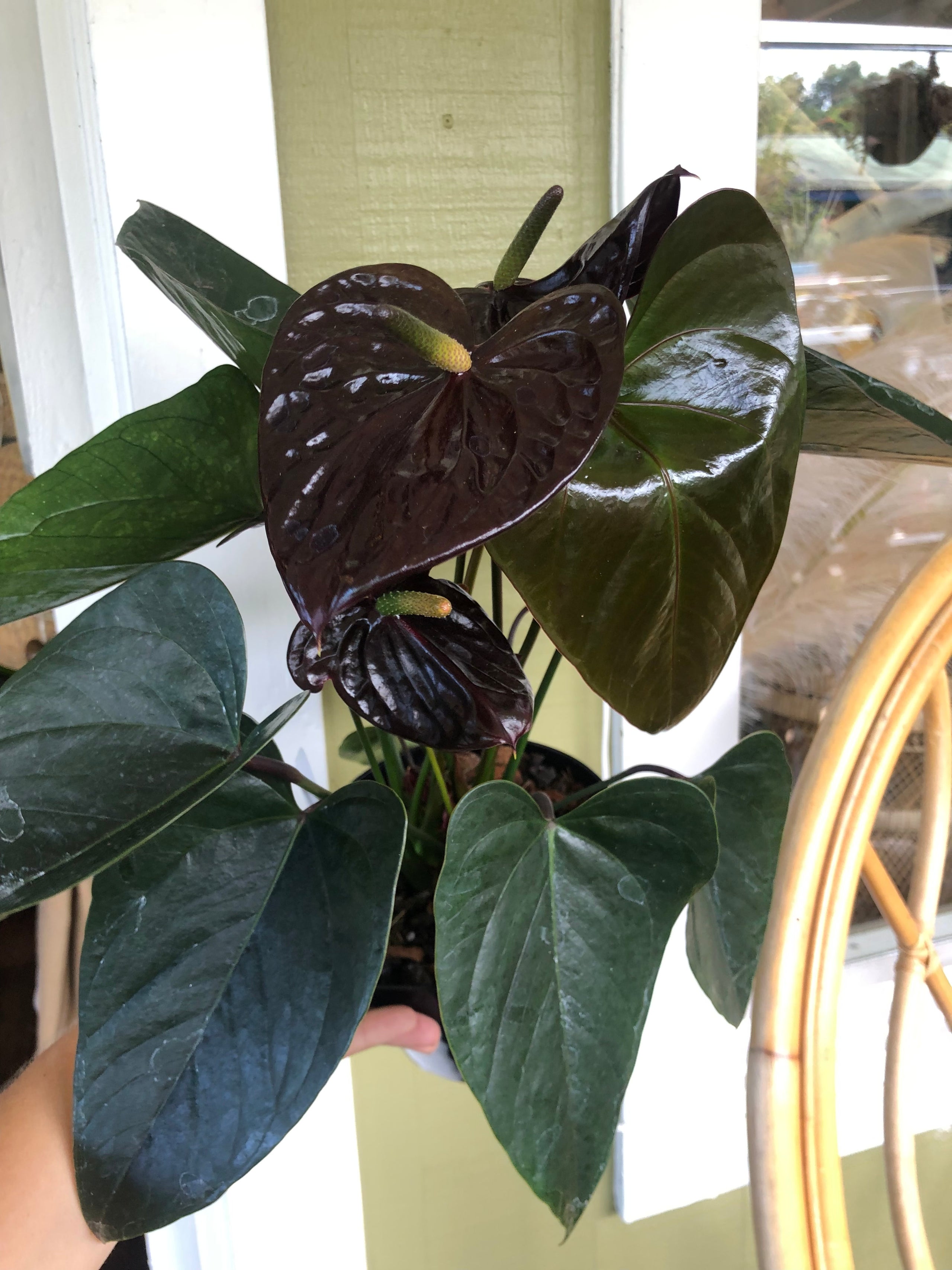 ANTHURIUM JUMBO BLACK Kona Treehouse
