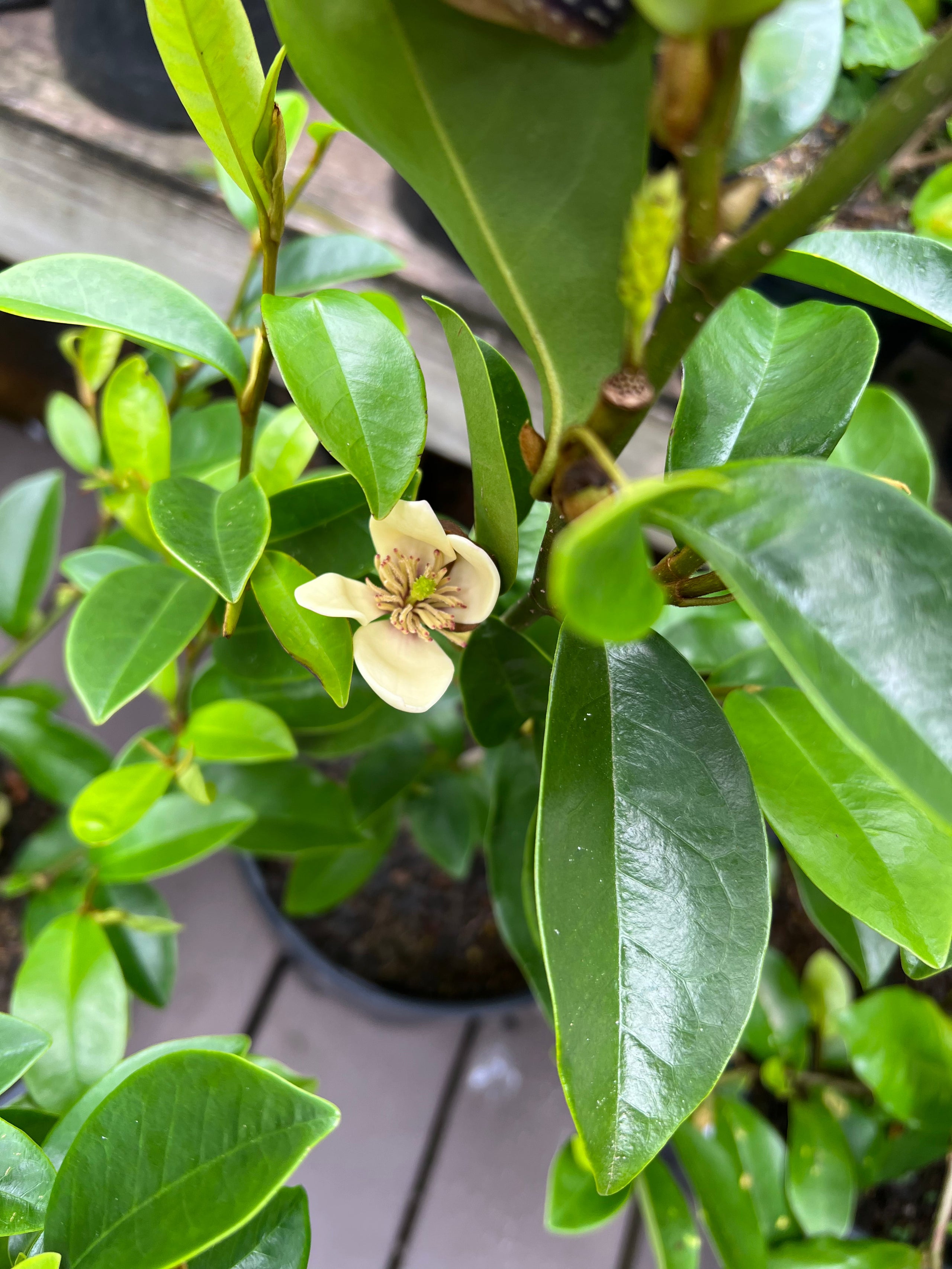 Magnolia Figo Kona Treehouse