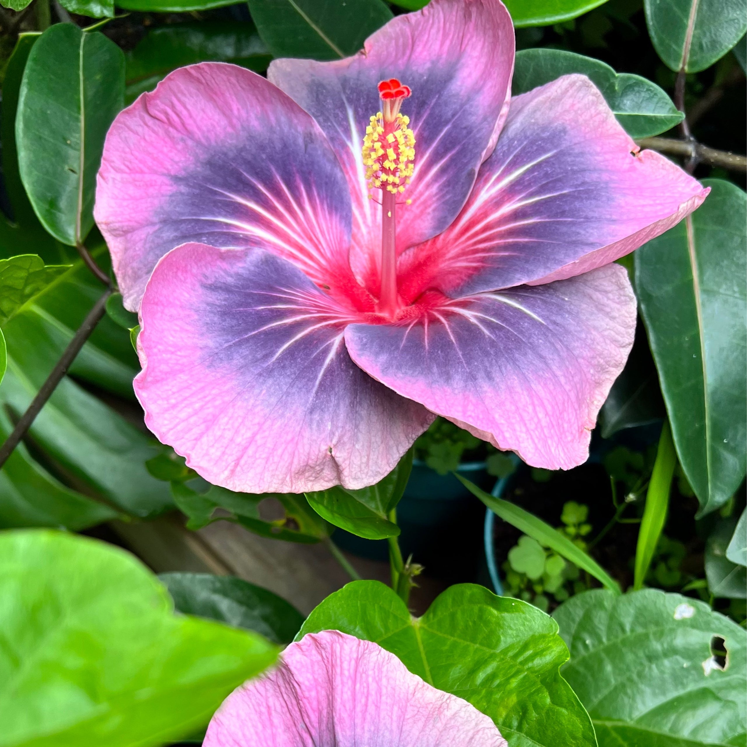 Hibiscus Midnight Tryst 6” Kona Treehouse