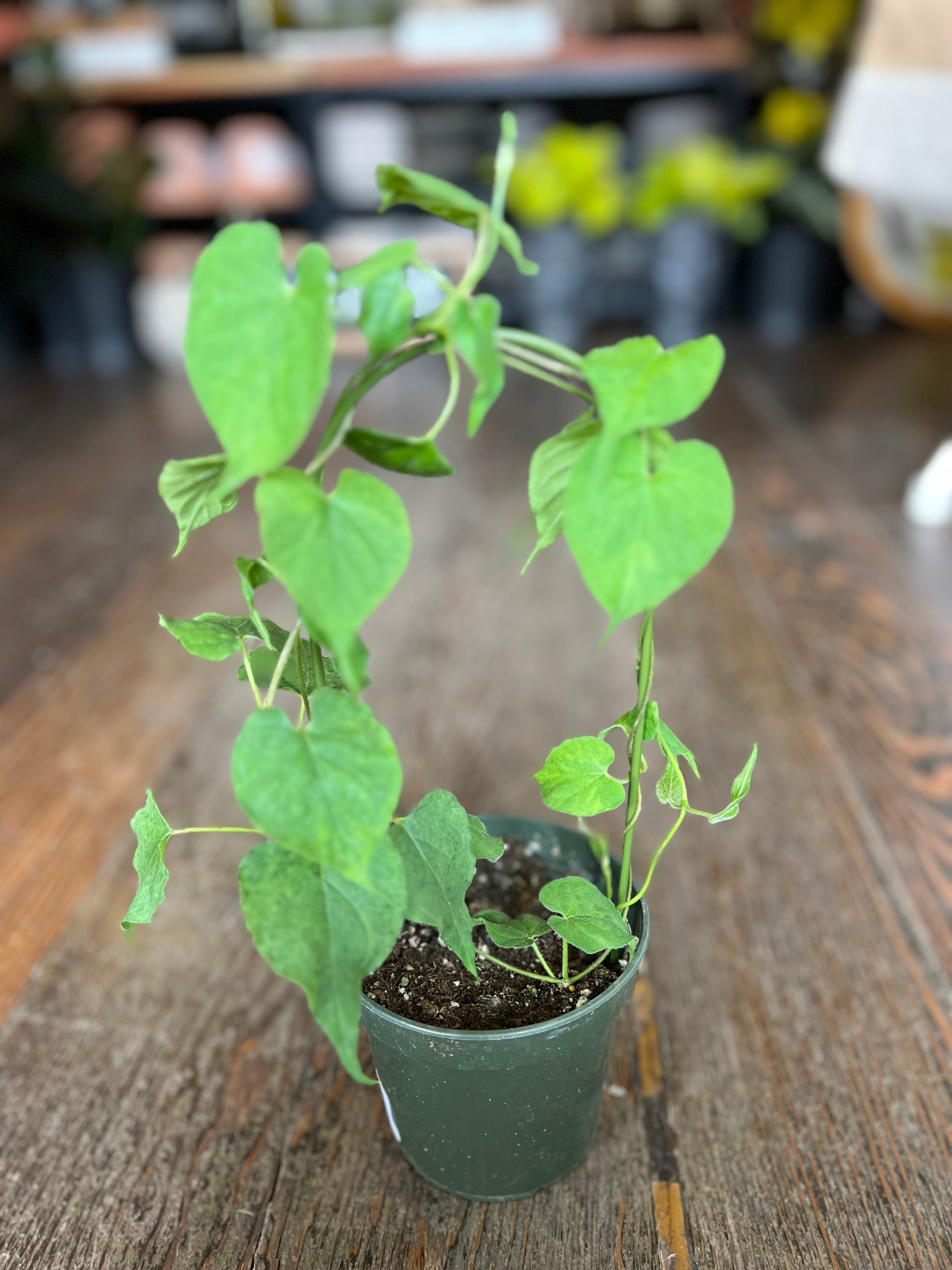 Pakalana plant Kona Treehouse