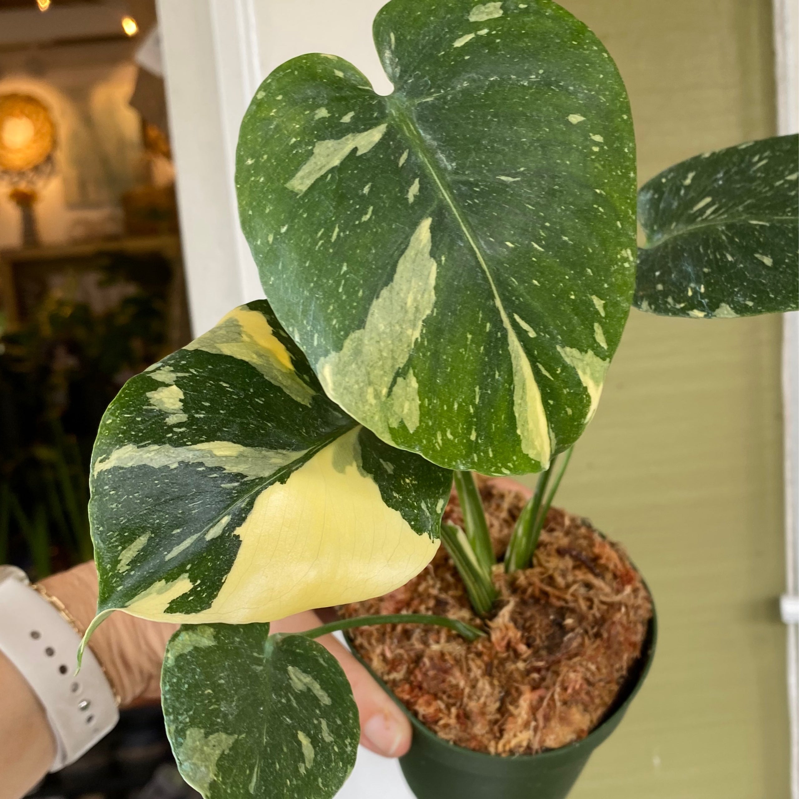 Monstera thai constellation 4 kona treehouse