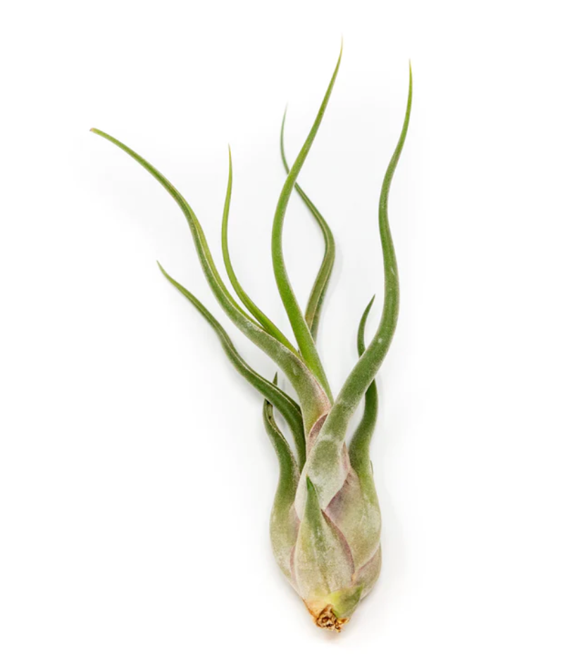 Caput Medusae Air Plant Kona Treehouse