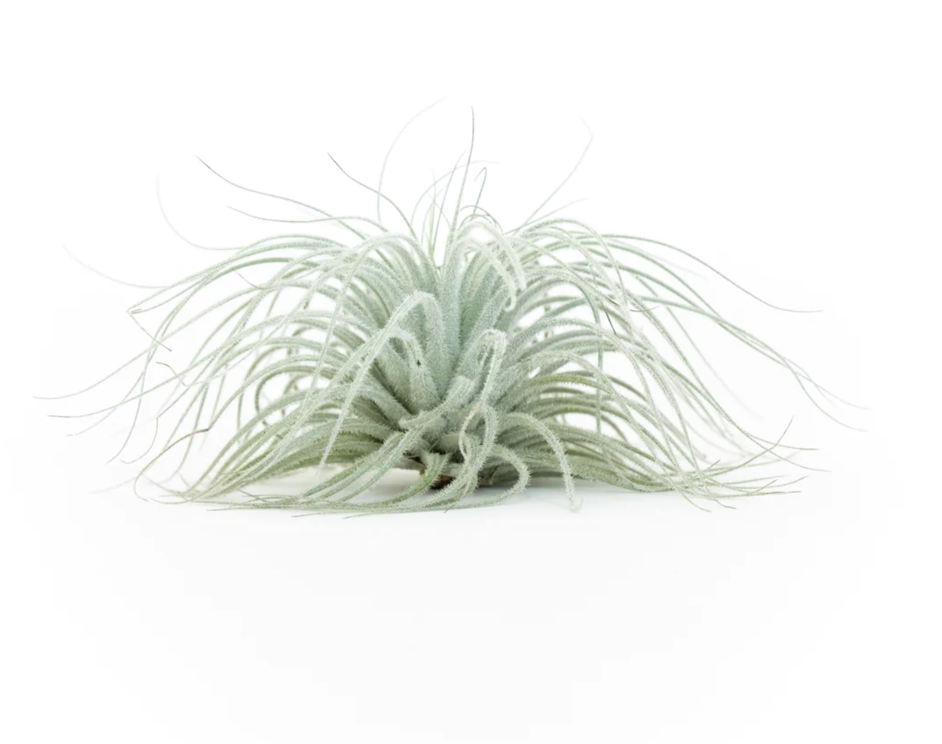 Tillandsia Tectorum Ecuador Air Plant Kona Treehouse