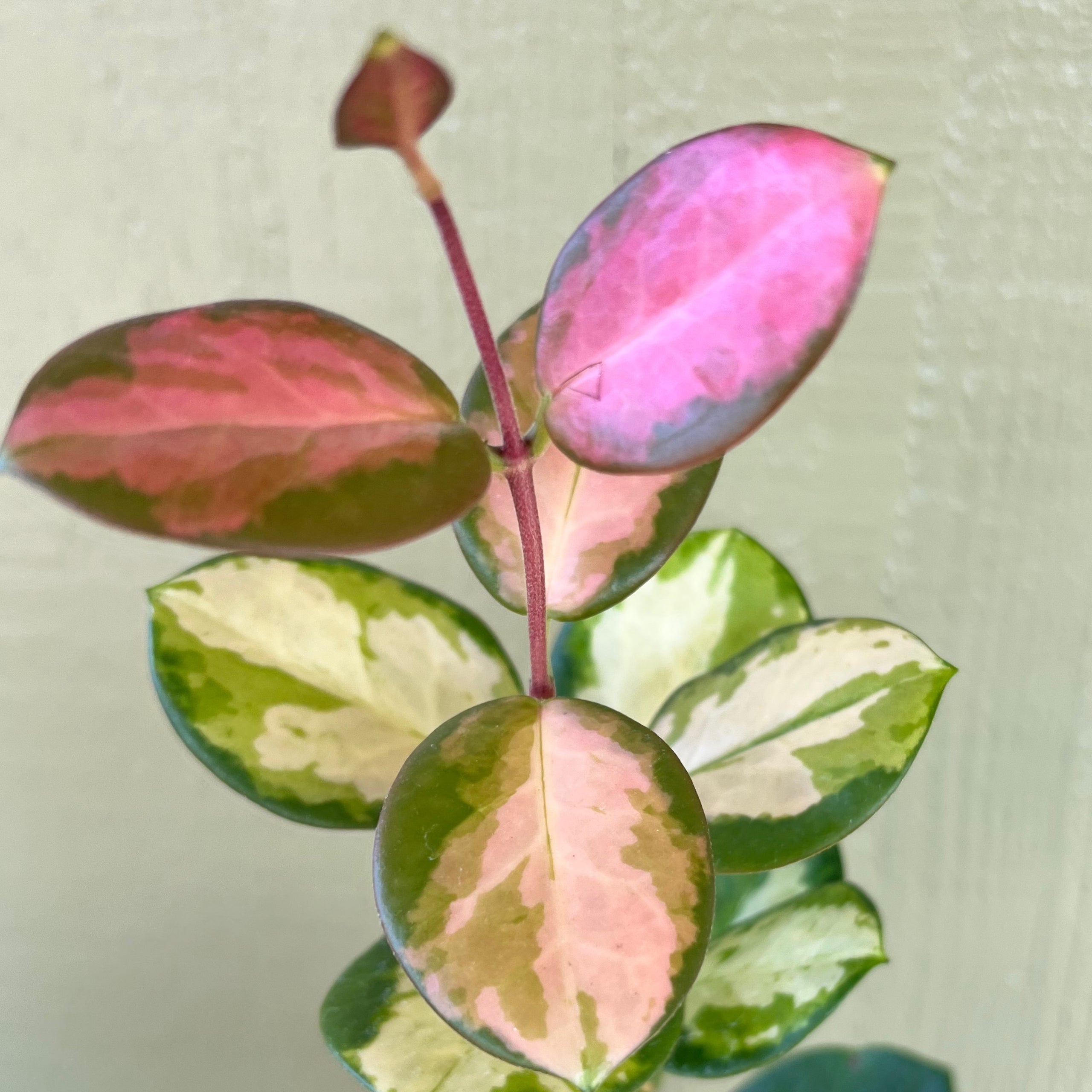 Hoya australis lisa 4 kona treehouse