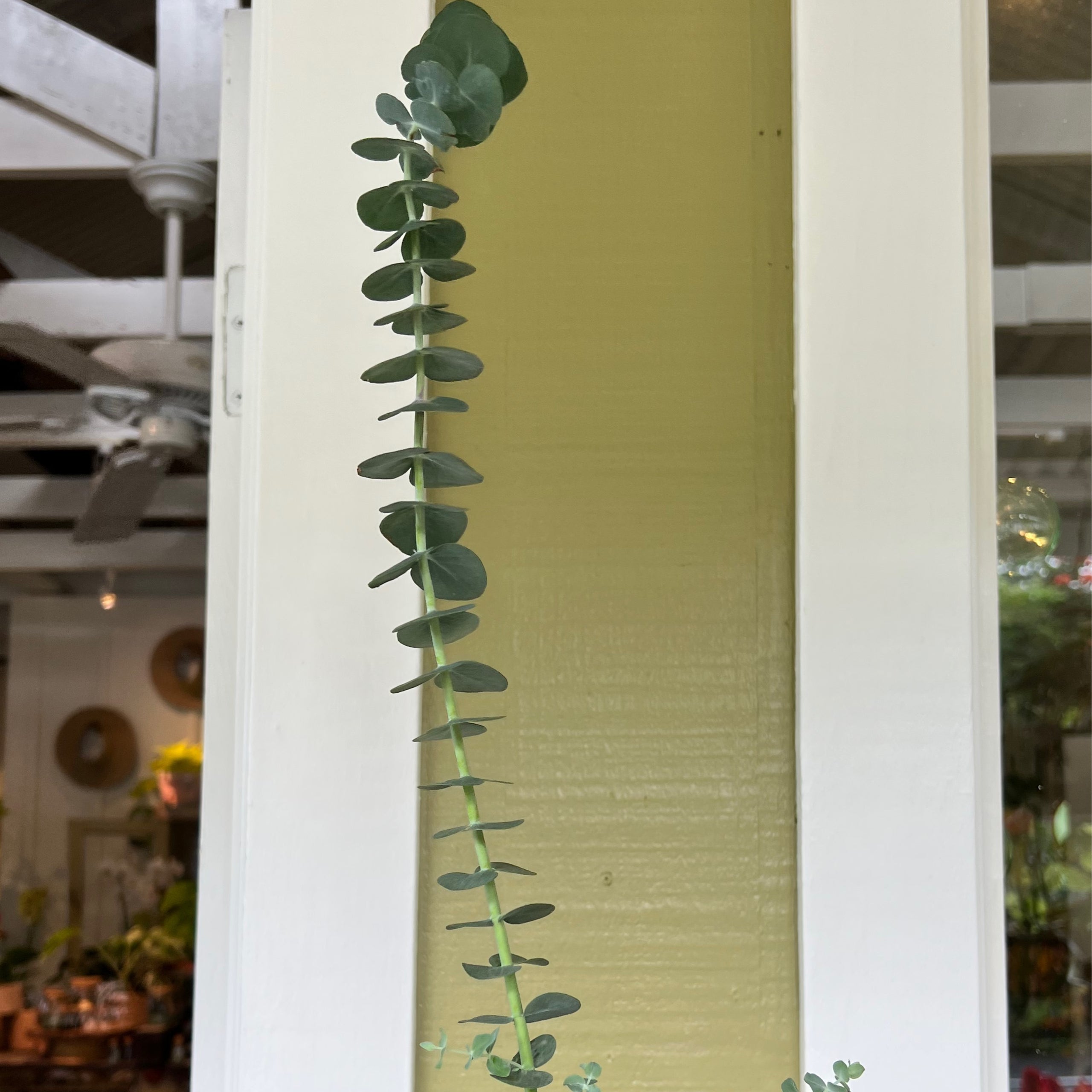 Baby Blue Eucalyptus plant Kona Treehouse